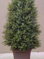 Natural Boxwood Topiary