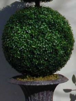Ball Boxwood Topiary