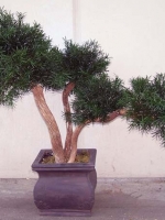 Bonsai - Podocarpus