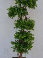 Bonsai Tall - Tea Leaf