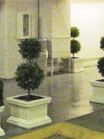 Boxwood Topiary and Boxwood Hedge planter