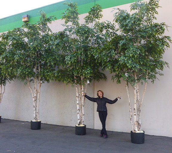 The trees we created for the Holiday Inn, Columbia dwarf my 5’4” frame.