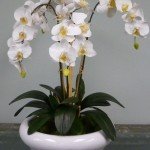 This orchid, custom created for the show, “A to Z,” even feels like a real plant!