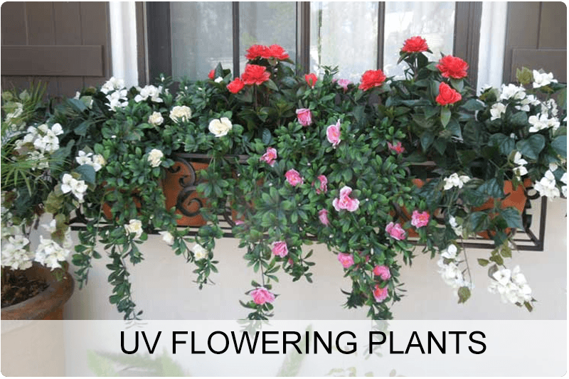 uv-flowering-plants