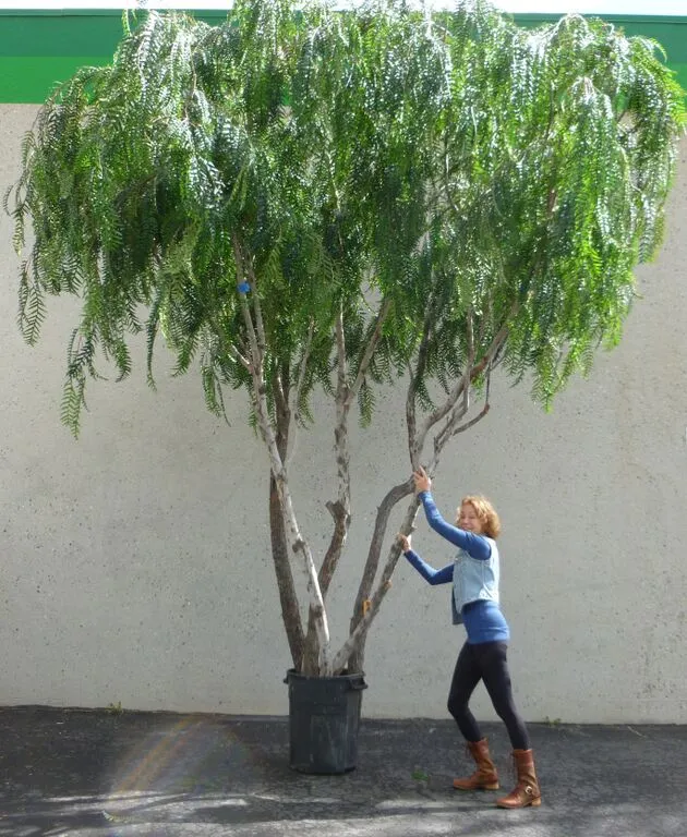 Artificial plants on sale and trees