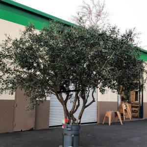 faux-Mediterranean-Olive-trees-768x1024