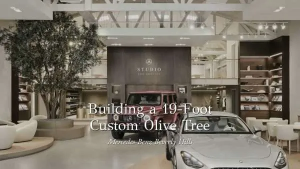19-Foot Custom Olive Tree for Mercedes-Benz Beverly Hills
